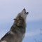 WolfSoulAlpha