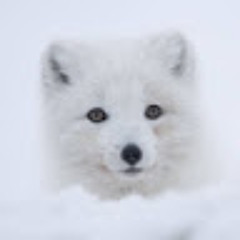 White Fox