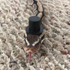 Handsome Snek
