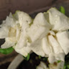 bindu