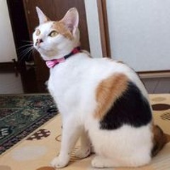 大谷 博信