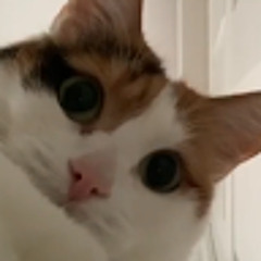 fičo 02