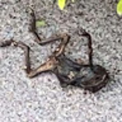 Dead Kermit