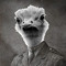 Emu Admiral