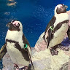 Johann X's Voice Memos