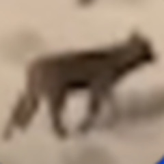 acefuzzball