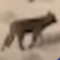 acefuzzball