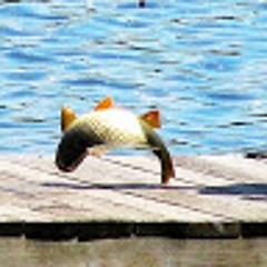 BouncyFeesh