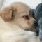 Somniloquous dog