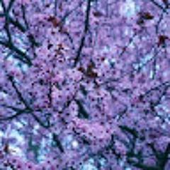 Trippy Cherry Blossom