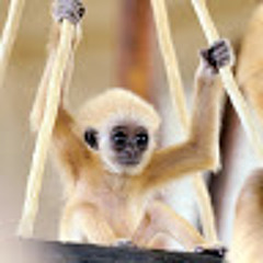M. Krings