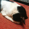 Antoine_Gotelli11