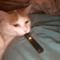 Juul Cat