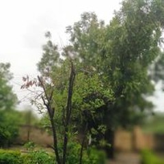 سامية محمد الياس