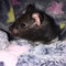 🐹💗𝐶ℎ𝑜𝑐𝑜𝑙𝑎𝑡𝑒 𝐻𝑎𝑚𝑚𝑦💗🐹