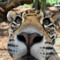 King Tiger