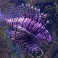 Adriana Loaiza Giraldo