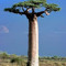 baobab 45
