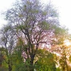 may