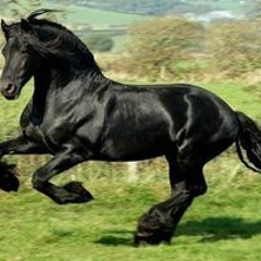 بتول عبد العزيز