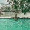 Quang Blue