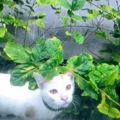 Thủ Thỉ