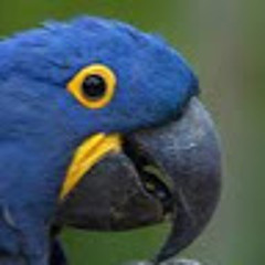 Bird Bro