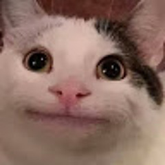 BELUGA CAT