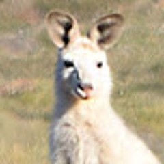Big White Kangaroo