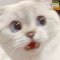 Chi Chu