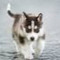 Husky Gamer