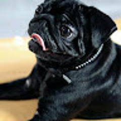 puggygod 12