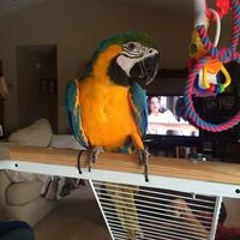 MeandMyMacaw