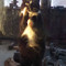 kitty cat