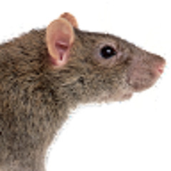 rat