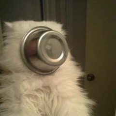 Kat
