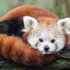 PandaMix_ VIDS
