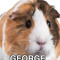 xXguineapigappreciatorXx