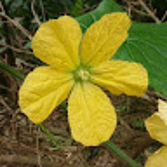 Hiếu Thuận Nguyễn