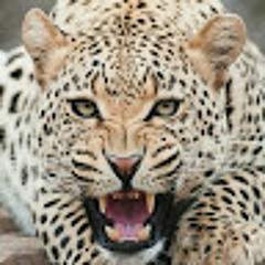 Igwe