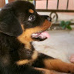 dorian-CR
