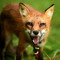 FoxyJnr987