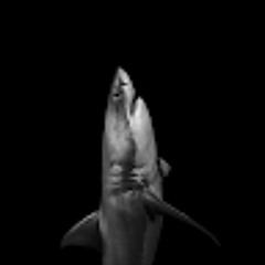 Sr.MegaTubarã1 🦈