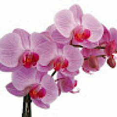 K.K.G - Тук-тук-тук