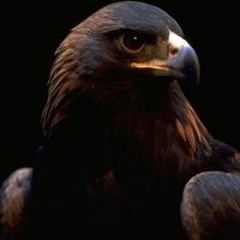 الشيخ احمد ابو حسن