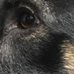 Epic dog TV Epic dog TV