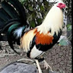 el gallero