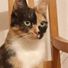 Moxi - Manu