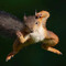 BBQsquirrel29