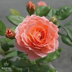 Tuan Anh
